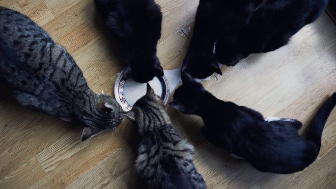 Sally Anscombe - Getty Images (illusztráció) Heti egyszer eszik egy londoni nő, hogy jól tudja lakatni hat macskáját | Online Rádió - Egy Lépéssel Közelebb Hozzád! _ LépésRádió